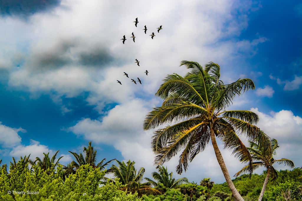Le Yucatán, l’une des régions du monde les plus riches en biodiversité, accueille plus de 1 100 espèces d’oiseaux, dont des migrateurs venus d’Amérique du Nord. Dans les lagunes du Yucatán, flamants roses, frégates et hérons bleus trouvent un refuge vital au cœur de paysages spectaculaires. Réserve de biosphère de Ría Celestún © Thierry Suzan – Tous droits réservés